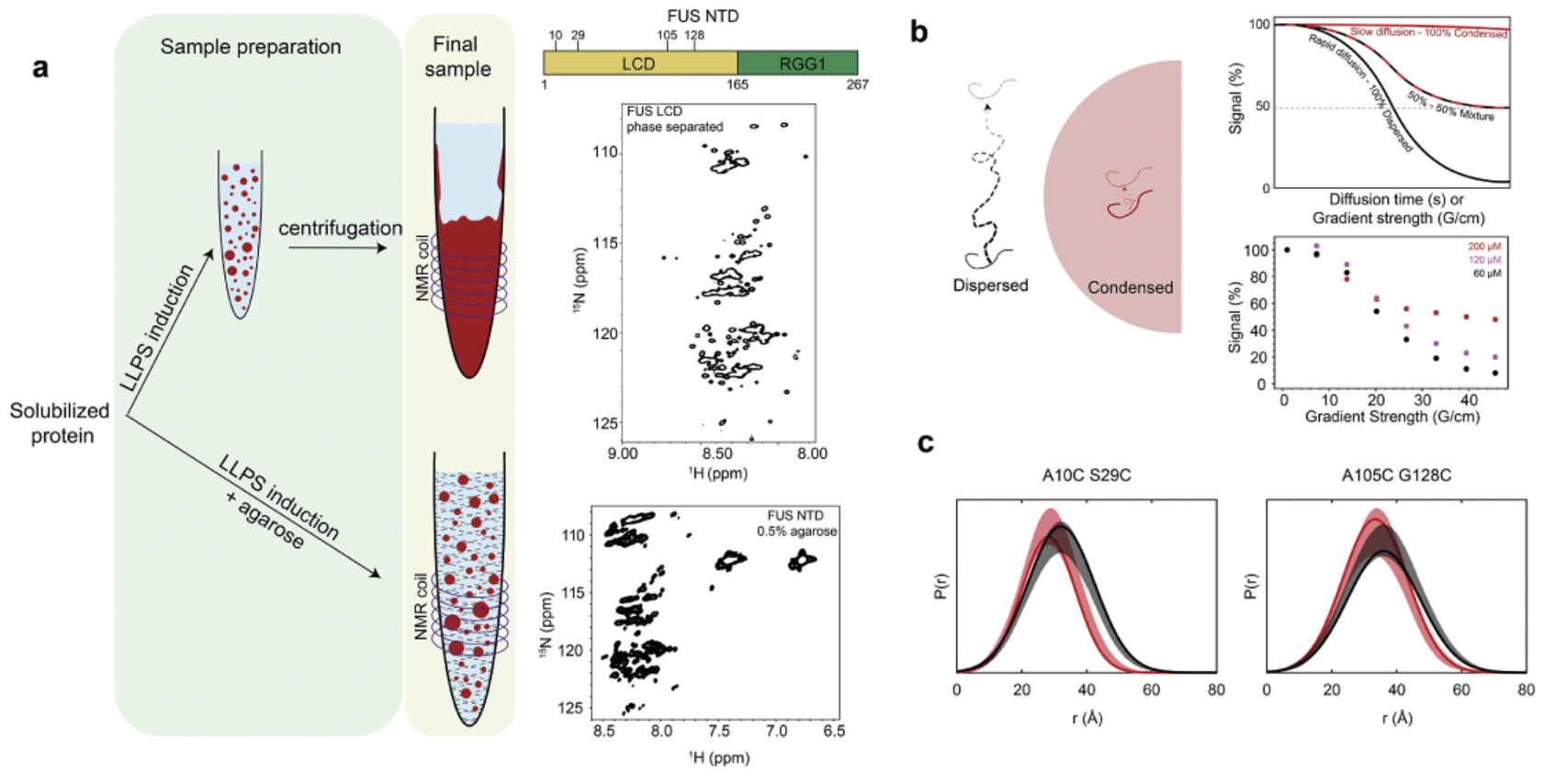 NMR and EPR for the Study of Phase Separating RNA Binding Proteins