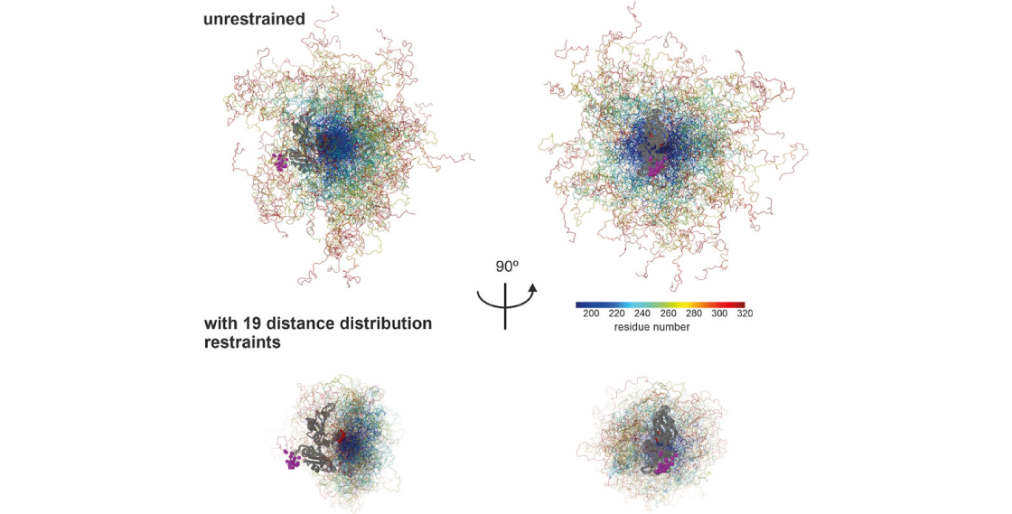 Technical Approach to Investigate Weak Structures in Disordered Protein ...