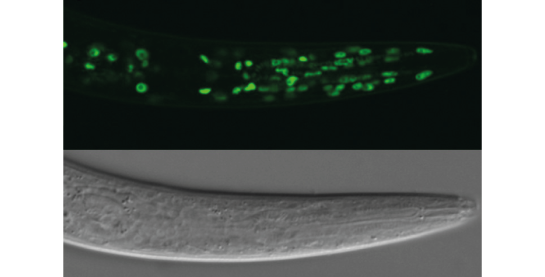 Identified: components of the molecular clock that helps some animals ...
