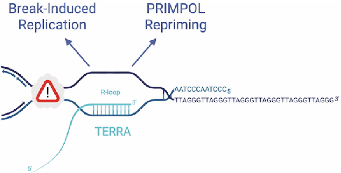 TERRA R-Loops Regulate Telomere Maintenance | Swiss National Center of ...