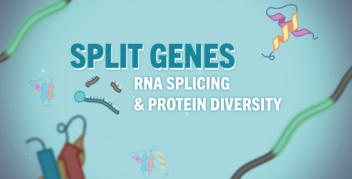 RNA Explained: Split Genes – RNA Splicing & Protein Diversity | Swiss ...